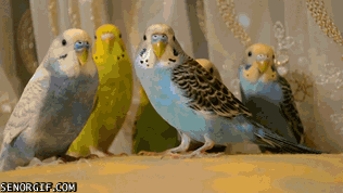 fascinant fascinant