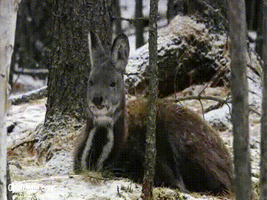 kangourou kangourou