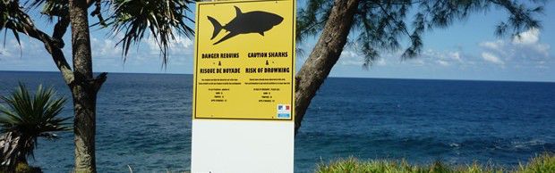requins-reunion requins-reunion