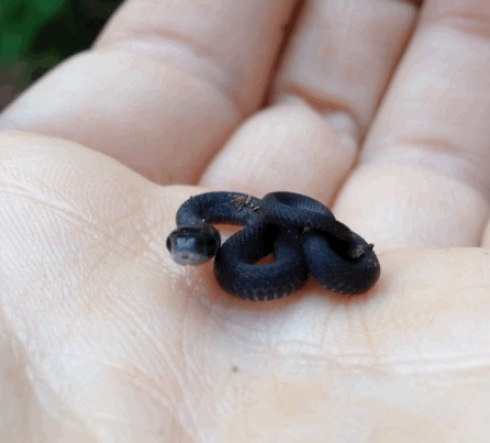 serpent serpent