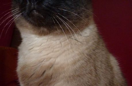 chat_coline chat_coline