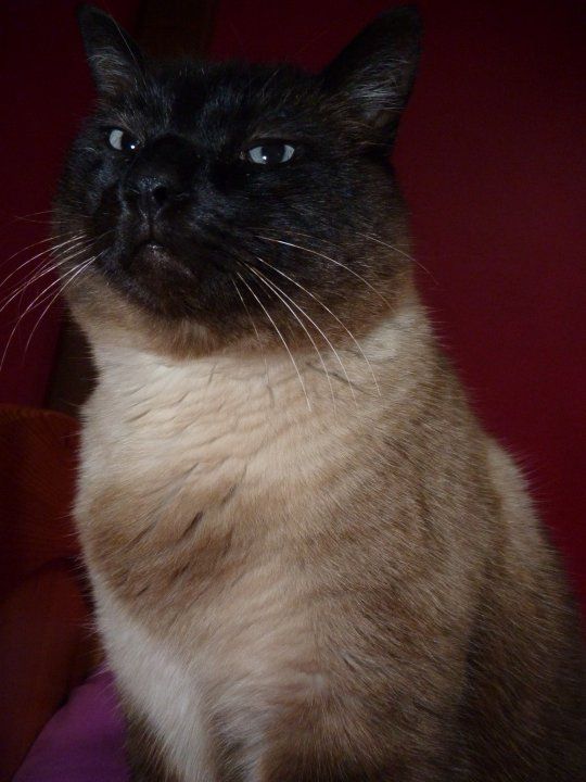 chat_coline chat_coline