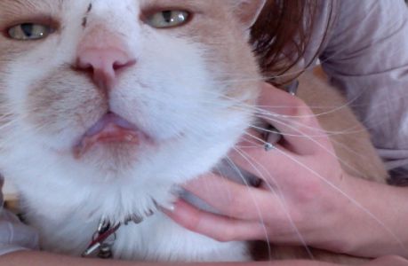 chat_heloïse chat_heloïse