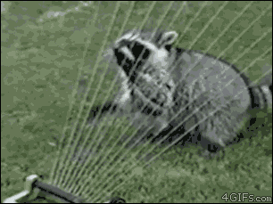 raccoon-water-harp
