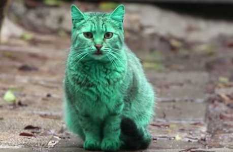 chat-vert chat-vert