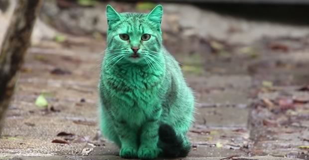 chat-vert
