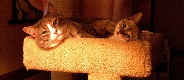 chats-calin chats-calin