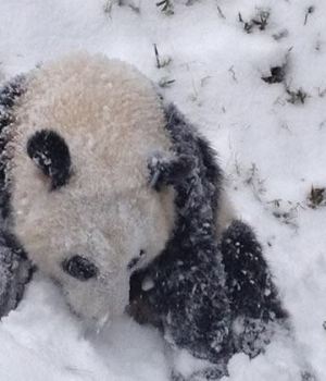 bao-bao-panda-decouvre-neige