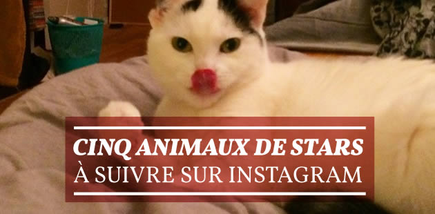 big-5-animaux-stars-instagram
