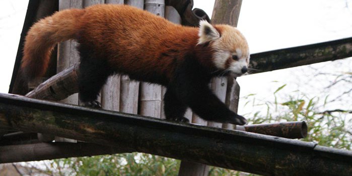 Pauline-panda-roux Pauline-panda-roux
