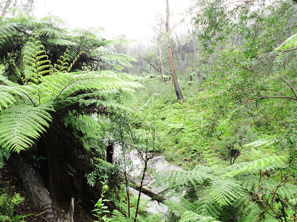 australie-blue-mountains-foret