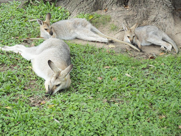 australie-brisbane-kangourou