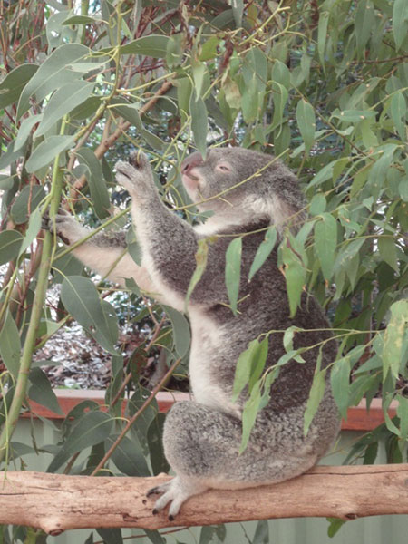 australie-brisbane-koala-2