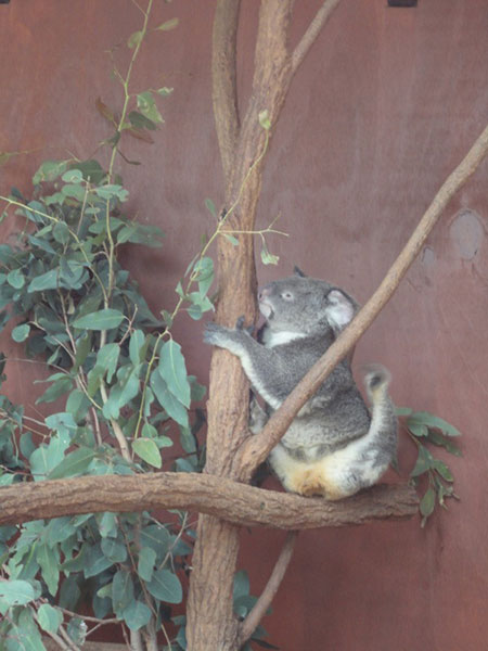 australie-brisbane-koala