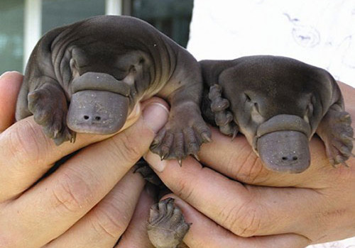 ornithorynque-bebes ornithorynque-bebes