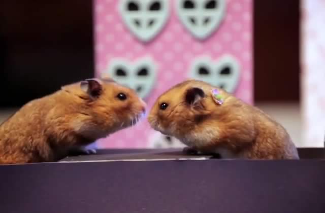 toute-petite-saint-valentin-tout-petits-hamsters