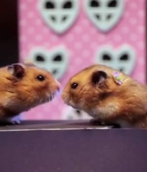 toute-petite-saint-valentin-tout-petits-hamsters