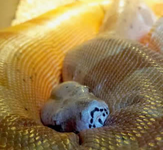Boa Constrictor Imperator Boa Constrictor Imperator
