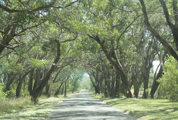 australie-road-foret