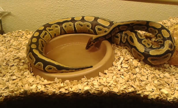 serpent python royal