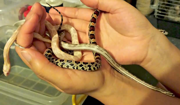 bébés serpents Pantherophis guttatus