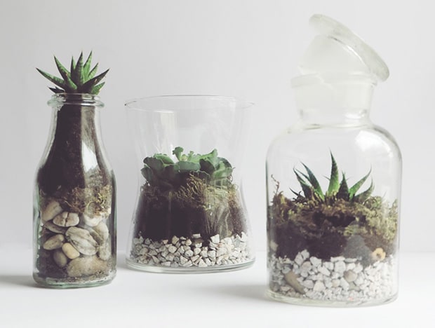 Diy_terrarium_cactus Diy_terrarium_cactus