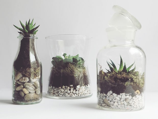 Diy_terrarium_cactus