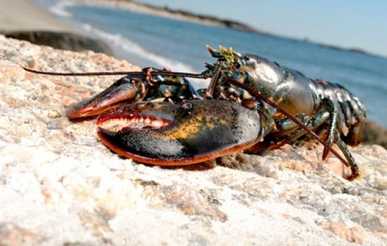 animaux-immortels-homard animaux-immortels-homard