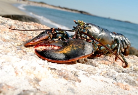 animaux-immortels-homard