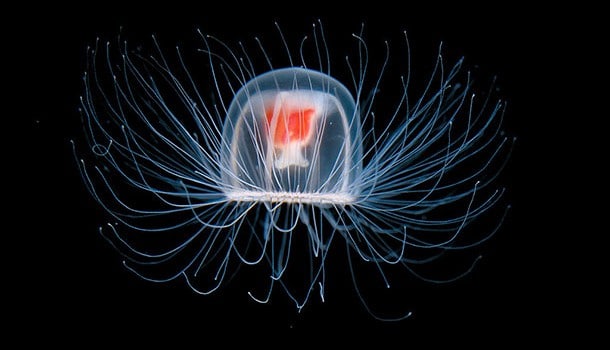 animaux-immortels-meduse animaux-immortels-meduse