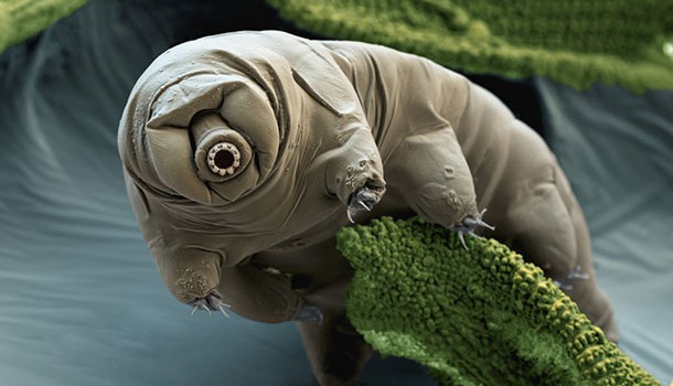 animaux-immortels-tardigrade animaux-immortels-tardigrade