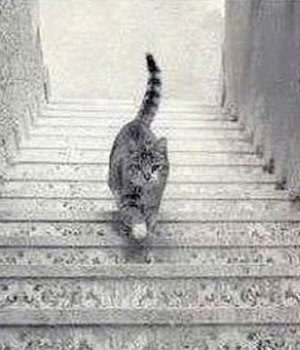 chat-escaliers-illusion-polemique