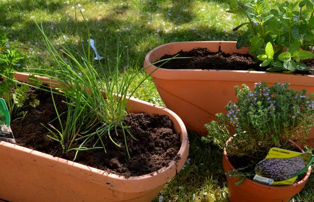 herbes aromatiques