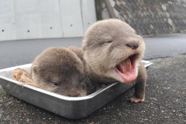 Les Bebes Loutres Du Zoo Hirakawa Votre Pause Mignonne Du Jour Madmoizelle