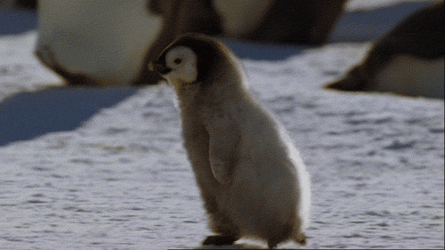 pingouin peureux