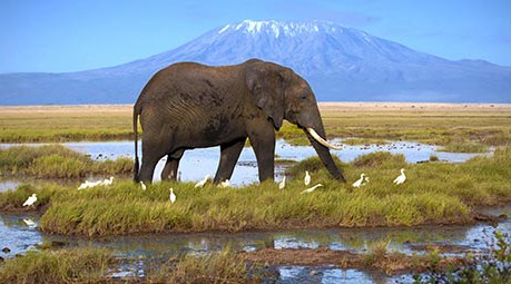 tanzanie-les-reserves-du-kilimandjaro-PAAJROM10-00055612 tanzanie-les-reserves-du-kilimandjaro-PAAJROM10-00055612