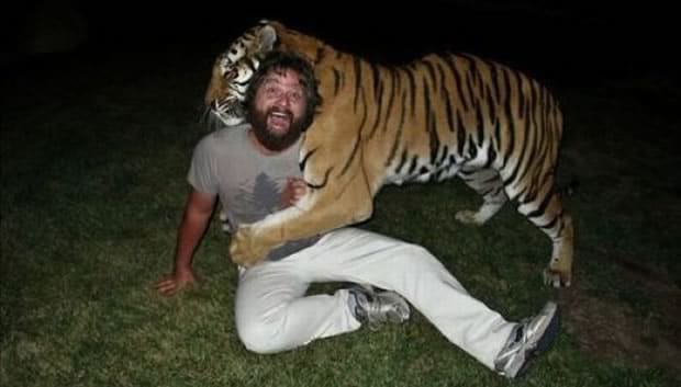 the-hangover-tiger