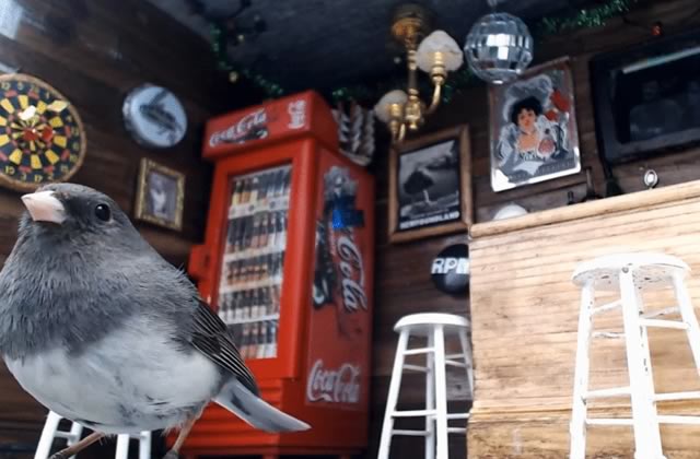 bar-oiseaux-canada-juncos-pub