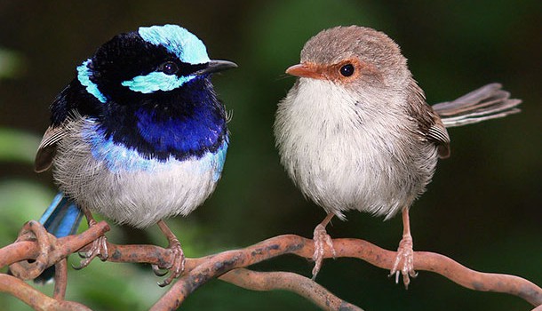 drague-oiseaux-merion drague-oiseaux-merion