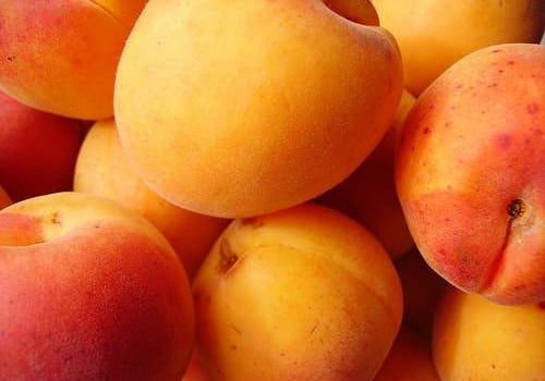 abricots abricots