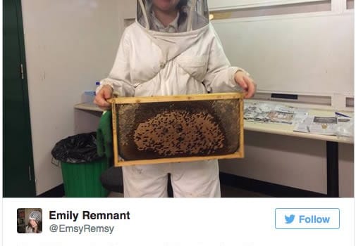 bees bees