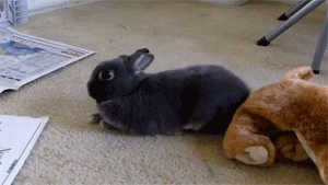 bunny-flop-gif
