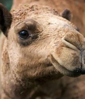 culotte-silicone-anti-camel-toe-wtf