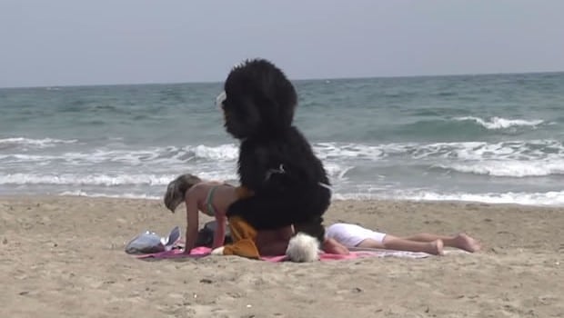 remi-gaillard-dog-levrette remi-gaillard-dog-levrette