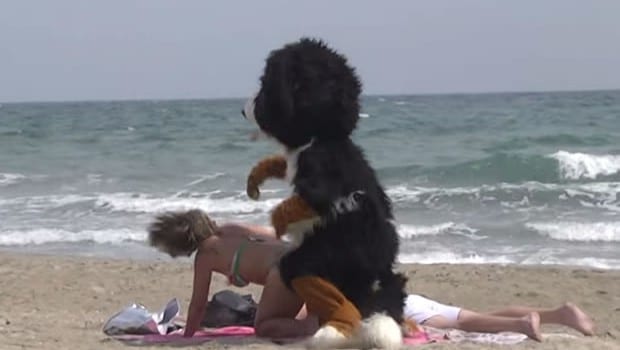 remi-gaillard-dog-levrette-plage remi-gaillard-dog-levrette-plage