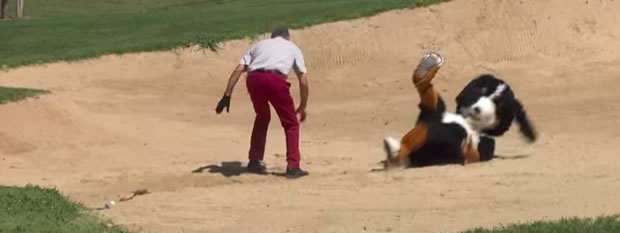 remi-gaillard-dog remi-gaillard-dog