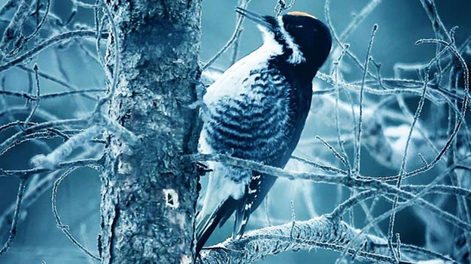 « Fargo » saison 2 a sa bande-annonce - Madmoizelle