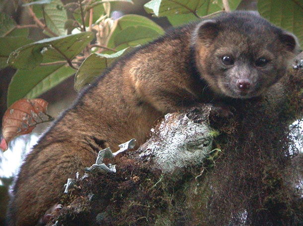 animaux-bonne-tete-olinguito