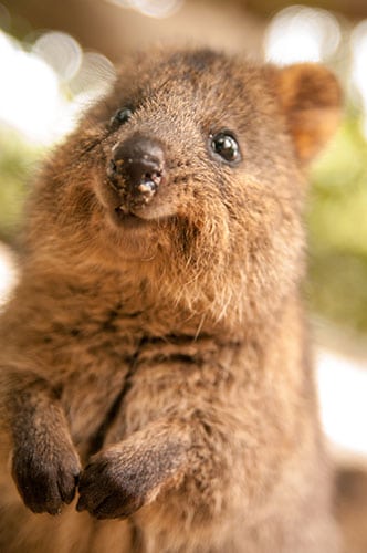 animaux-bonne-tete-quokka