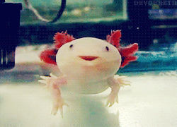 animaux-meconnus-2-axolotl-gif